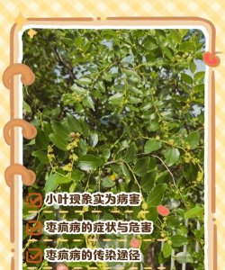 枣树叶子密密麻麻的是怎么回事