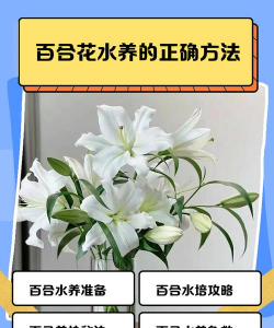 小众送妈妈的花有哪些花