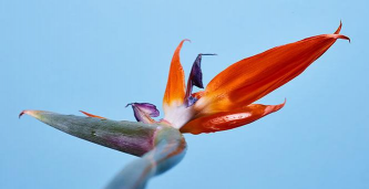 小众送妈妈的花有哪些花