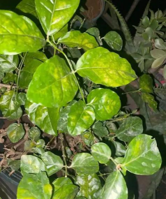 小众送妈妈的花有哪些花