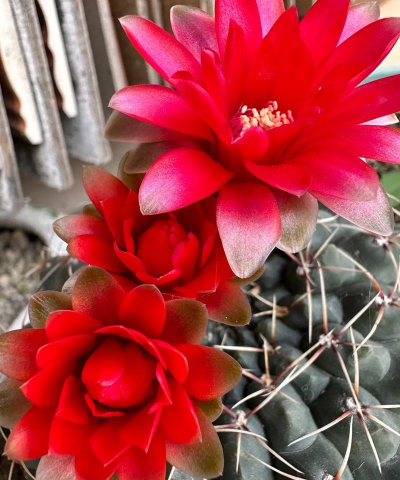 小众送妈妈的花有哪些花