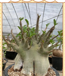 小众送妈妈的花有哪些花