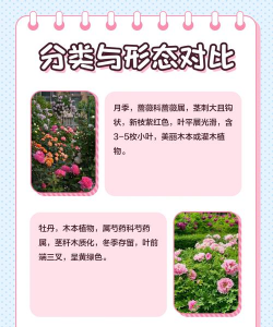 小众送妈妈的花有哪些花