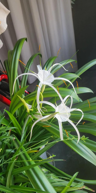 小众送妈妈的花有哪些花