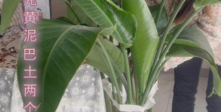 小众送妈妈的花有哪些花