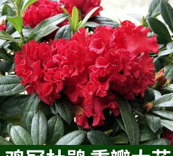 小众送妈妈的花有哪些花