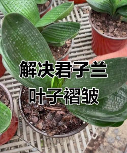 小众送妈妈的花有哪些花