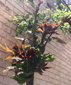 小众送妈妈的花有哪些花