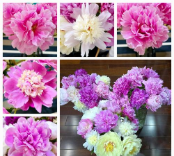 小众送妈妈的花有哪些花