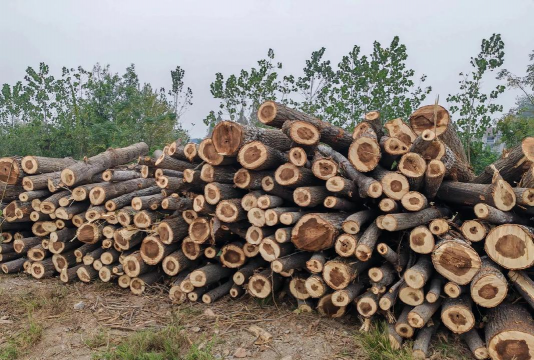 小众送妈妈的花有哪些花