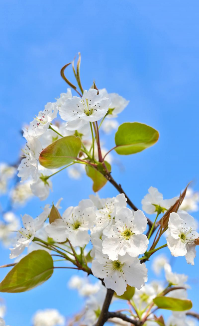 梨花的颜色