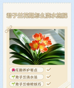 小众送妈妈的花有哪些花