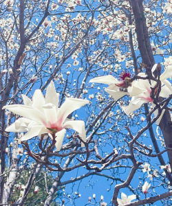 小众送妈妈的花有哪些花