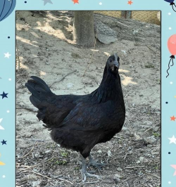 黑鸡都有哪些品种