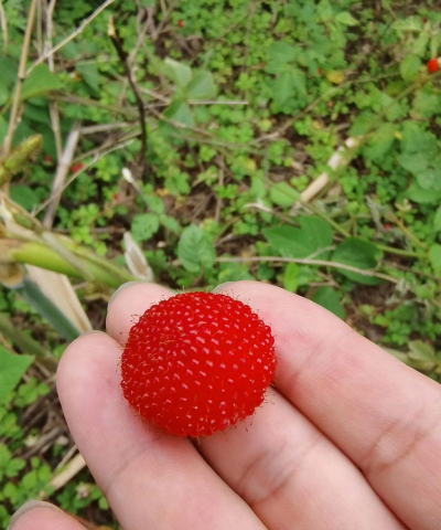 小众送妈妈的花有哪些花