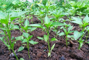 小众送妈妈的花有哪些花