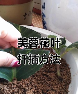 芙蓉花叶怎样生根 芙蓉花叶怎样生根