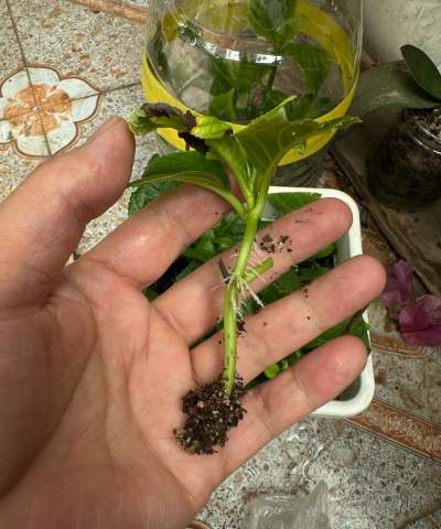 小众送妈妈的花有哪些花