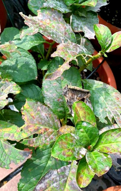 小众送妈妈的花有哪些花