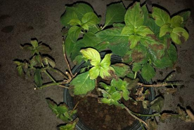 小众送妈妈的花有哪些花