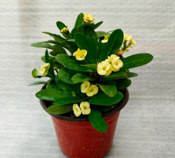 小众送妈妈的花有哪些花