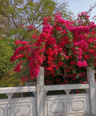 小众送妈妈的花有哪些花