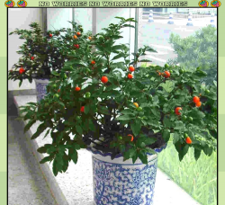 小众送妈妈的花有哪些花