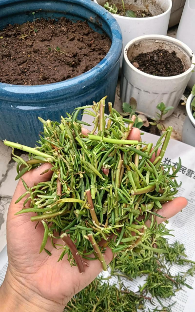 小众送妈妈的花有哪些花