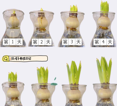 小众送妈妈的花有哪些花