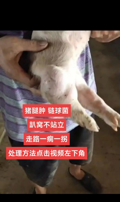 猪得了风湿怎么治疗