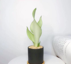 小众送妈妈的花有哪些花