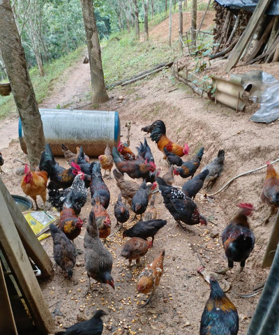 小众送妈妈的花有哪些花