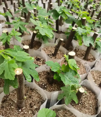 小众送妈妈的花有哪些花