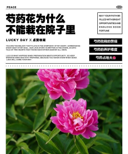 小众送妈妈的花有哪些花