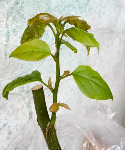 小众送妈妈的花有哪些花