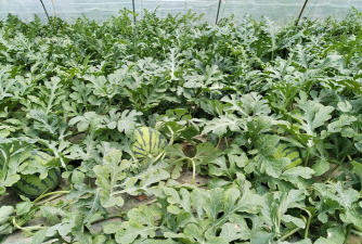 小众送妈妈的花有哪些花