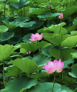 小众送妈妈的花有哪些花