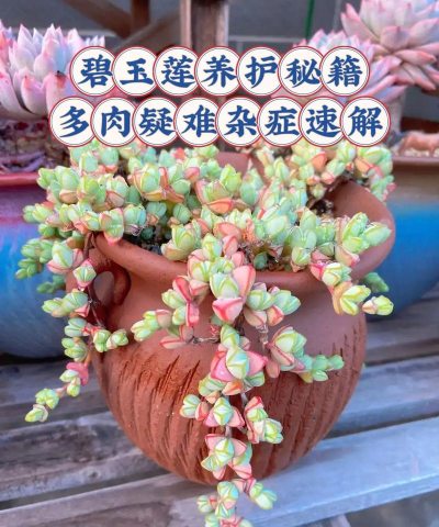 小众送妈妈的花有哪些花