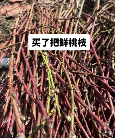 小众送妈妈的花有哪些花