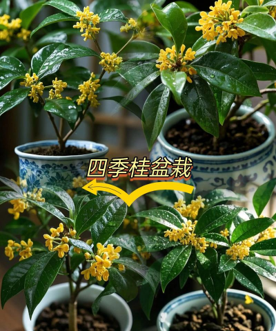 四季桂香吗