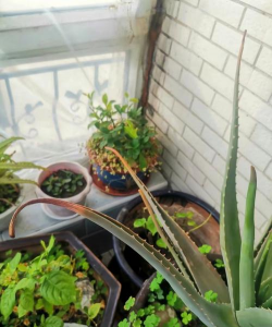 小众送妈妈的花有哪些花