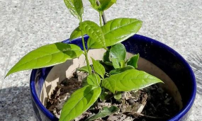 小众送妈妈的花有哪些花