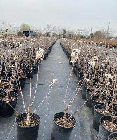 小众送妈妈的花有哪些花