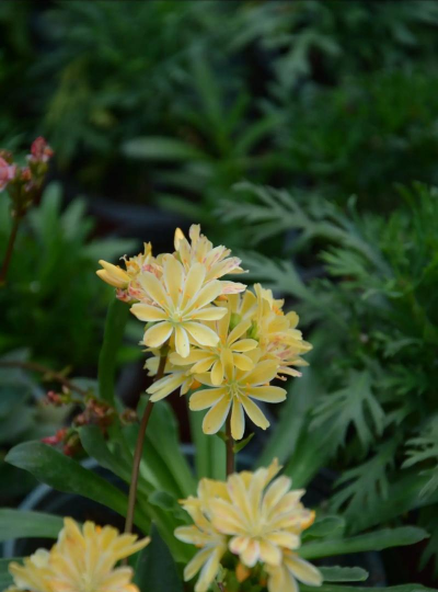 小众送妈妈的花有哪些花