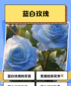 小众送妈妈的花有哪些花