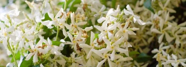 风车茉莉毒性有多强