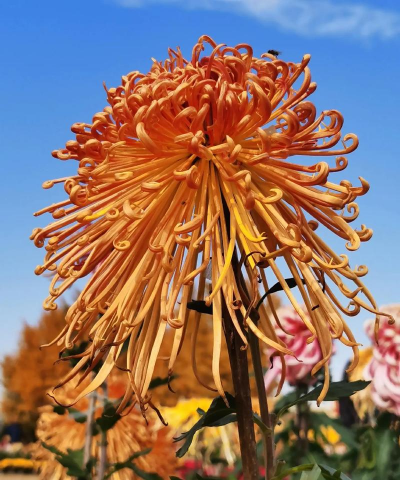 寒秋之魄指的是什么花