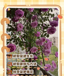 小众送妈妈的花有哪些花