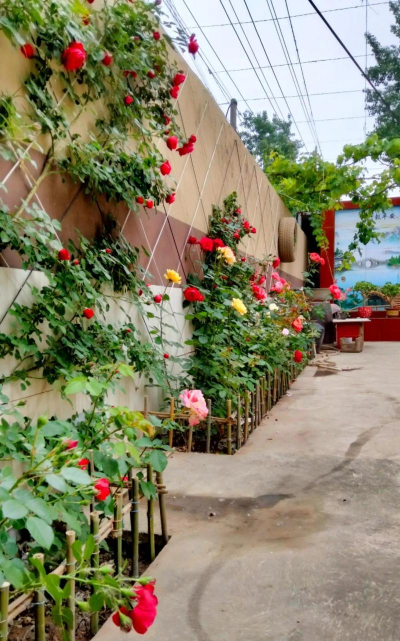 小众送妈妈的花有哪些花