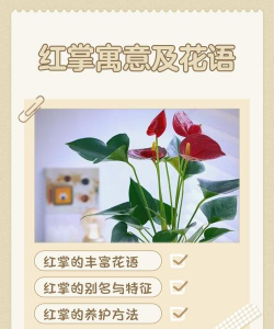 小众送妈妈的花有哪些花